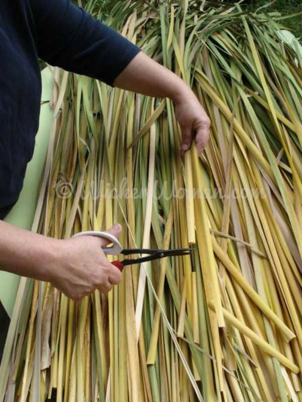 Sorting and preparing harvested cattail leaves before drying