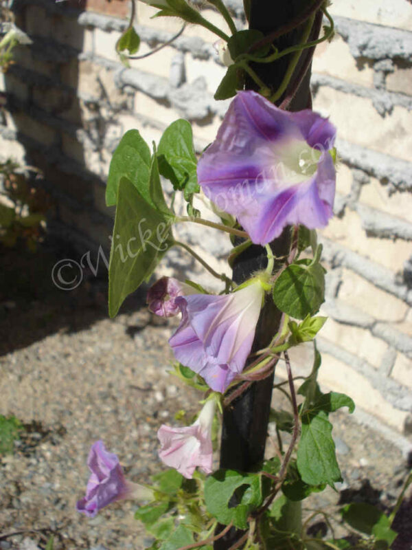 purple morning glories 