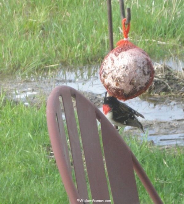 grosbeak suet feeder