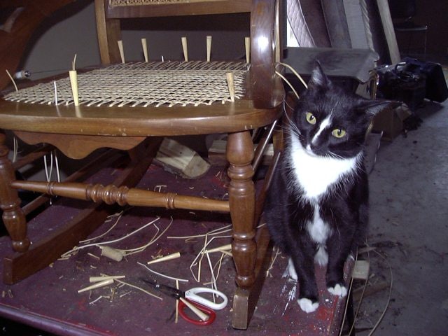 Barbara Brabec’s Newsletter features my Shop Cat, Don Gatto!