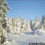 Last day of January 2013 Beautiful snow laden treeline on our property in northern Minnesota.