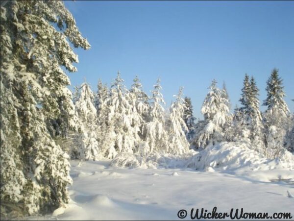 Beautiful snow laden treeline on our property in northern Minnesota.