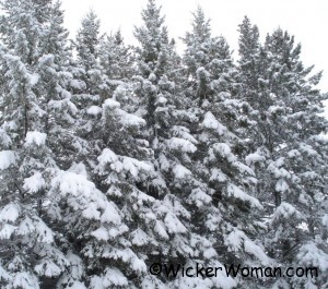snow on the tall spruce trees