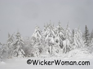 snow5-trees-4-16-2012