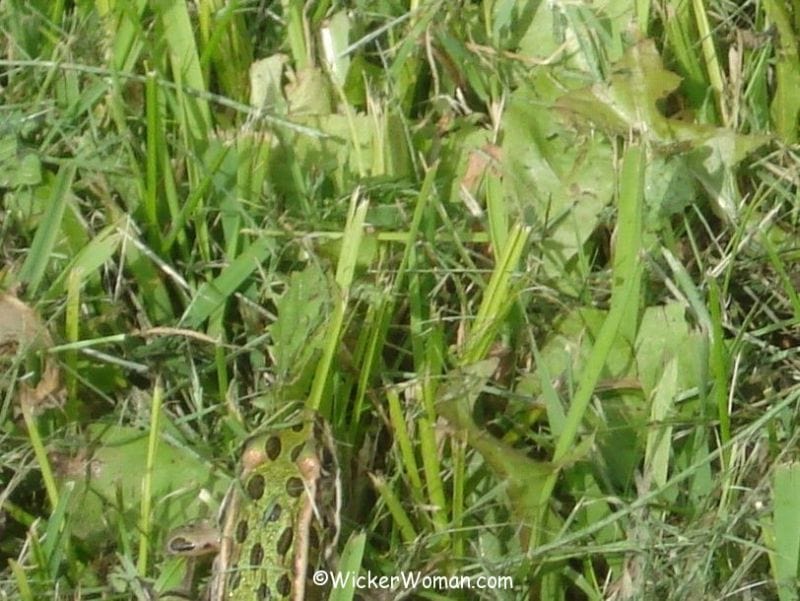 spot frog grass