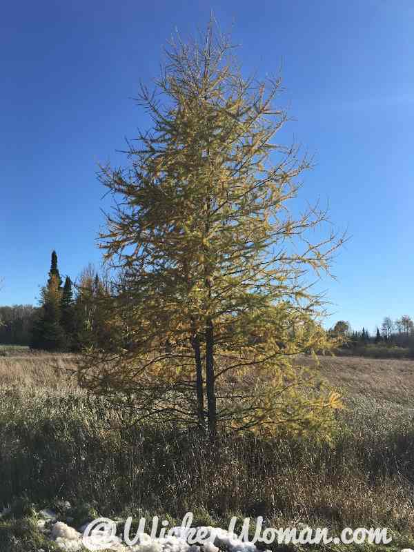 Our back yard tamarack trees.
