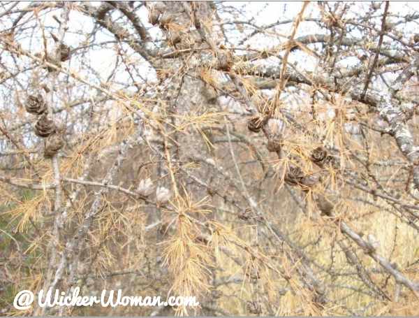 These are the small, inch-long tamarack pinecones on the branches after the needles have fallen. 