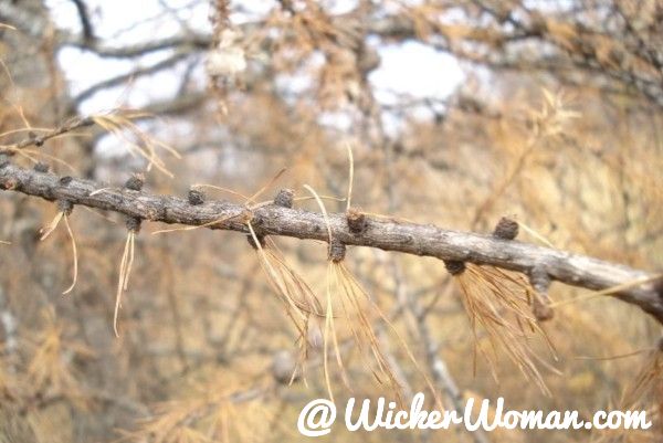 Tamarack branch after needles and pinecones have fallen. 