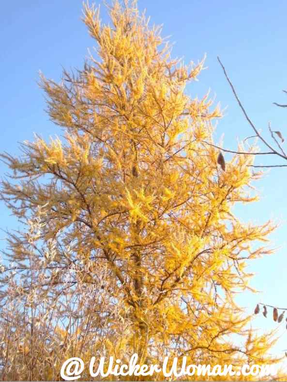 Tamarack needles turning golden-yellow colors in the fall. 