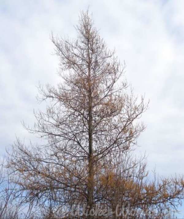 Needles falling on the tamarack tree.