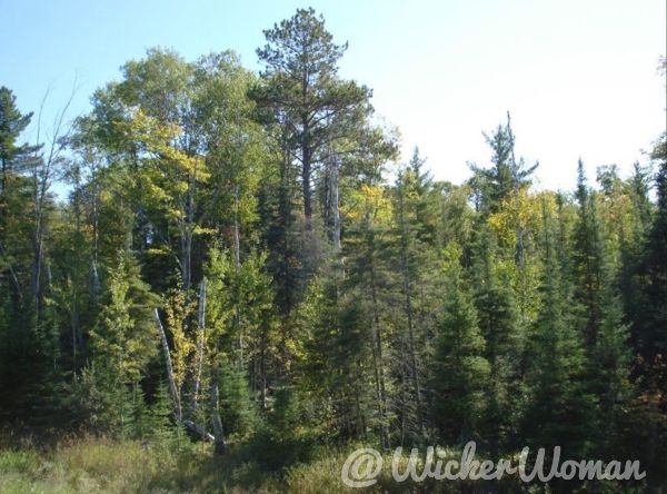The conifer tamarack trees in the spring along side with pine trees.