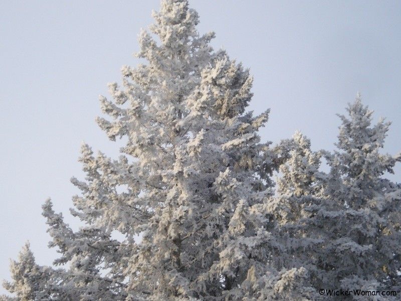 winter-frost-trees